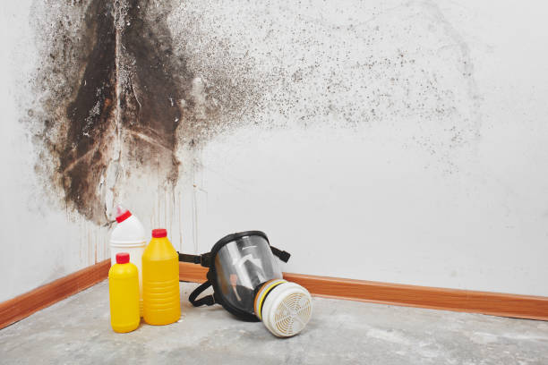 Best Local Mold Removal Service  in Kimberly, ID