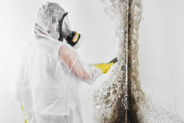 Best Toxic Mold Removal  in Kimberly, ID