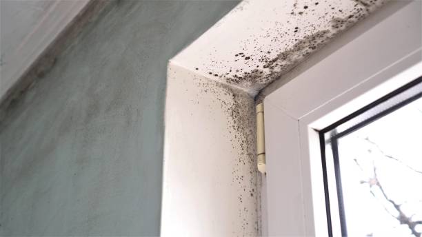 Best Commercial Mold Removal  in Kimberly, ID