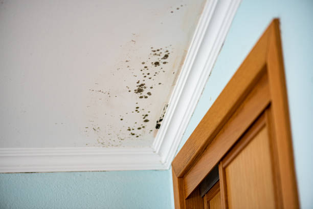 Crawl Space Mold Removal in Kimberly, ID