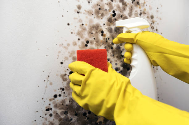 Best Mold Testing  in Kimberly, ID