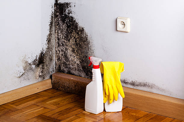 Best Certified Mold Removal  in Kimberly, ID