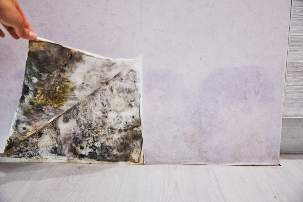 Best Office Mold Removal Services  in Kimberly, ID